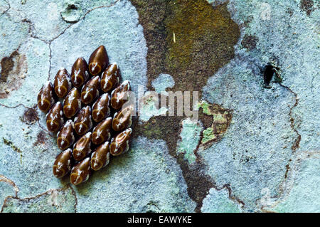 Ein Cluster Schmetterling Eier an einem Baumstamm im Amazonas-Regenwald befestigt. Stockfoto