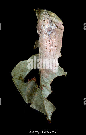 Einen weißen Flaum Philodromus Krabbenspinne auf ein welkes Blatt getarnt auf Hinterhalt Beute wartet. Stockfoto