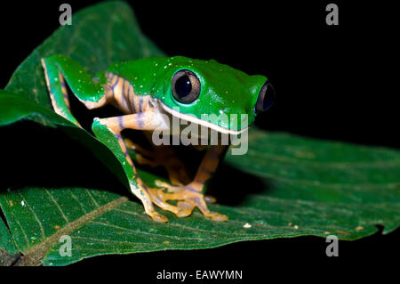 Einen leuchtend grünen verjährt Blatt Frosch thront auf einem Blatt Inga im Regenwald in der Nacht. Stockfoto