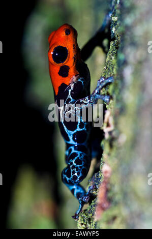 Eine neue Farbvariante des Amazon Dart Frog einen Baumstamm klettern. Stockfoto