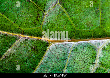 Eine Nahaufnahme Detail die leuchtend grüne Flügel ein Blatt-Mimic Bush-Cricket die in Tarnung Beihilfen. Stockfoto