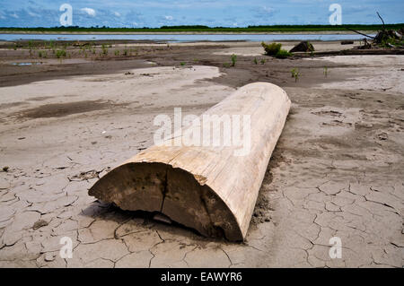 Ein Protokoll aus der Amazonas-Regenwald-verrottet am Ufer eines Flusses während der Trockenzeit Dürre geschnitten. Stockfoto