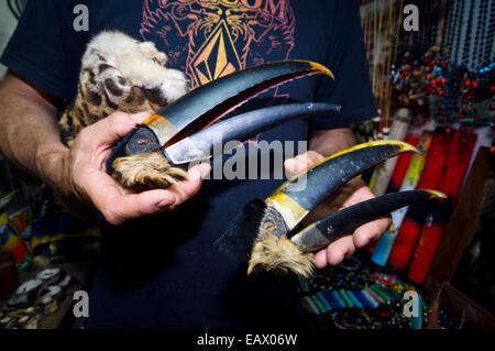 Naturschützer Tierwelt zeigt, dass die Schnäbel ein Couviers Tukan geschlachtet von Wilderern und zum Verkauf angeboten. Stockfoto