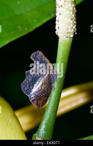 Eine Leafhopper Insekt Schlafplatz auf einem Stiel der Pflanze im Amazonas-Regenwald in der Nacht. Stockfoto