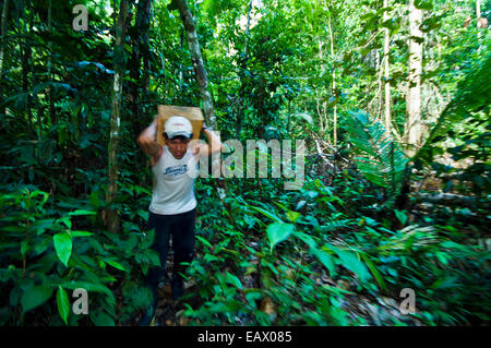 Ein Arbeiter führt ein Protokoll von einem Baum im Amazonas-Regenwald für den Transport zu einer Mühle gefällt. Stockfoto