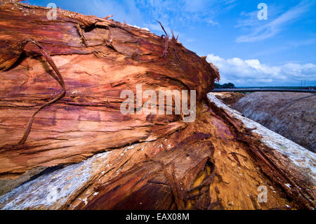 Frische Rinde geschält aus dem Kofferraum eines Amazon Rainforest Baum für einfache schneiden bei einer Mühle. Stockfoto