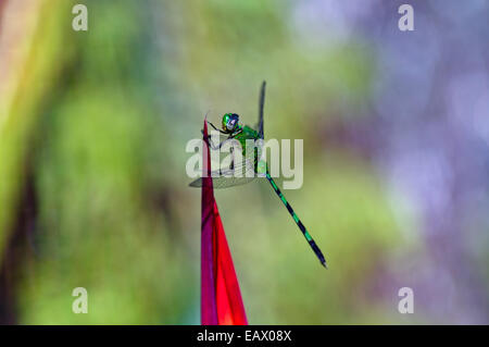 Eine helle grüne große Pondhawk auf roten Blütenblätter einer Blume Heliconia Schlafplatz. Stockfoto