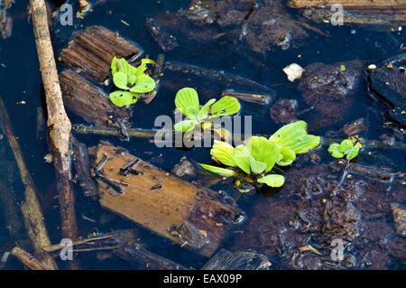 Wasserpflanzen wachsen unter Protokollierung Mühle Verschmutzung am Ufer des Amazonas-Flusses. Stockfoto