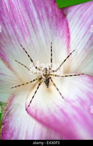Eine winzige Spinne innen hell rosa Blütenblätter wartet auf Hinterhalt Beute auf die Blume angezogen. Stockfoto