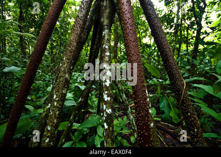 Große Spitzen Stacheln schützen die Stelzenläufer Wurzeln einer zu Fuß Palme aus Weiden Prädation. Stockfoto