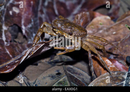 Eine peruanische Frischwasser Krabbe Futter von Lebensmitteln in der Laubstreu auf dem Boden des Regenwaldes. Stockfoto