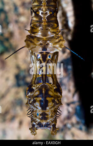 Eine Schmetterling-Puppe entwickelt sich im Inneren ein Alien Puppe im Regenwald auf der Suche. Stockfoto