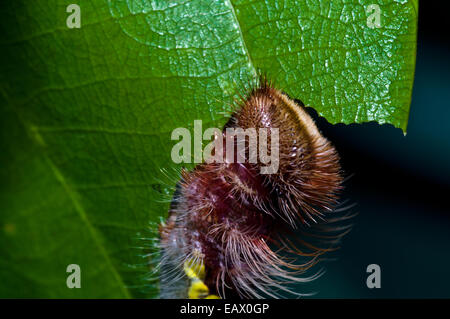 Die Raupe des Schmetterlings Morpho Fütterung am Rande eines Blattes. Stockfoto