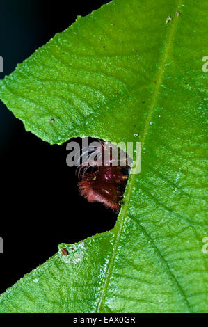 Die Raupe des Schmetterlings Morpho Fütterung am Rande eines Blattes. Stockfoto