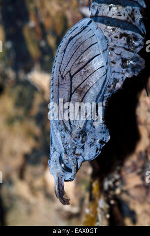 Eine Schmetterling-Puppe entspringt im Inneren ein Alien Puppe im Regenwald auf der Suche. Stockfoto