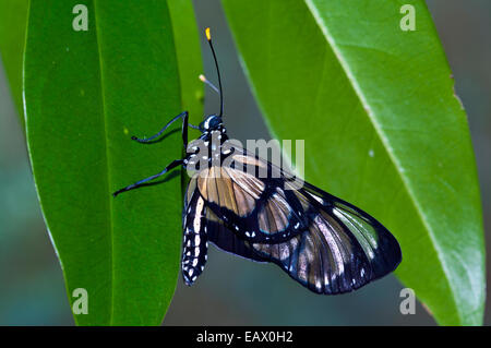 Ein frisch geschlüpfte Adina Clearwing Schmetterling ruht auf einem Blatt, während die Flügel Flug aushärten. Stockfoto