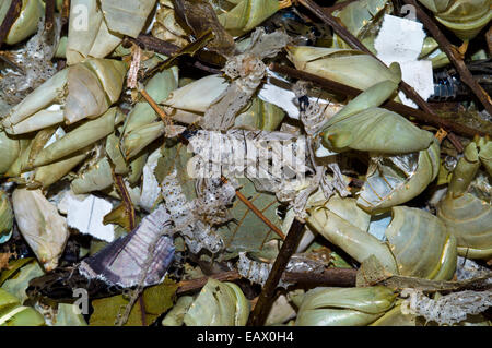 Eine Sammlung von ausrangierten Chrysalis nach der Puppe entstanden als Schmetterling. Stockfoto