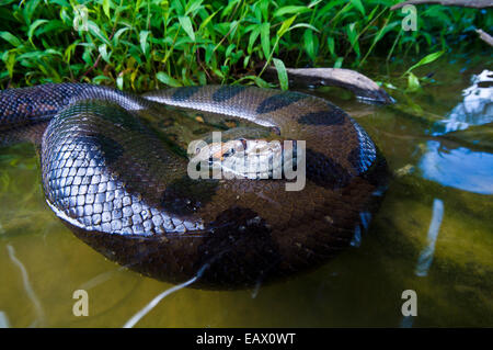 Eine Anakonda aufgewickelt im seichten Wasser eines Sees. Stockfoto