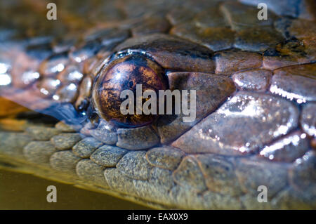 Das Auge und die Pupille eine Anakonda schwimmen auf der Oberfläche eines Sees, Amazonas. Stockfoto