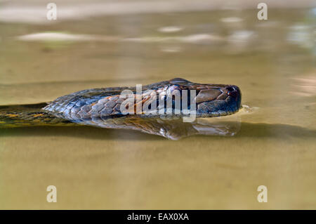Der Kopf einer Anakonda schwimmen auf der Oberfläche eines Sees, Amazonas. Stockfoto