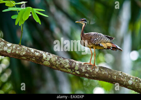 Ein Sunbittern thront auf einem Ast auf einer Lichtung in einem tropischen Regenwald. Stockfoto