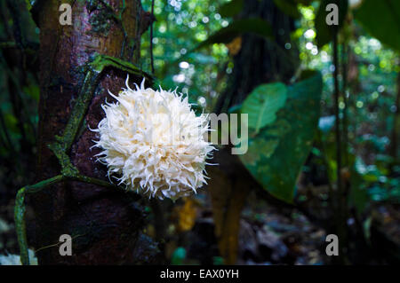 Ein Pilz am Stamm eines Baumes in den Schatten des Regenwaldes blühen. Stockfoto