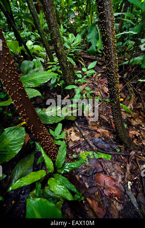 Große Spitzen Stacheln schützen die Stelzenläufer Wurzeln einer Walking-Palme aus Weiden Raub im Amazonas-Regenwald. Stockfoto