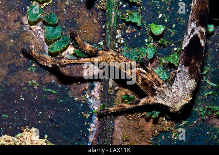 Die lange schuppigen Zehen ein Yellow-Tongued Wald Anole einen Regenwald-Baumstamm klettern. Stockfoto