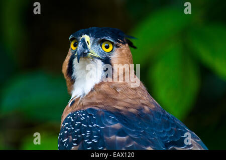 Die intensiven gelben Augen eine reich verzierte Hawk-Eagle starrte in den Regenwald. Stockfoto