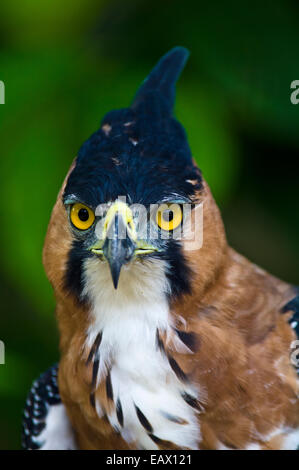 Die intensiven gelben Augen eine reich verzierte Hawk-Eagle starrte in den Regenwald. Stockfoto