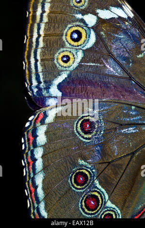 Die Flügel-Markierungen von einer Eule Schmetterling aussehen Riesenaugen, Raubtiere, die auf der Suche nach eine einfache Mahlzeit. Stockfoto