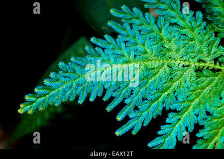 Die Tipps und neue Blätter auf einem Farn Wedel erweisen sich als Aqua blau vor der Reifung in grün. Stockfoto