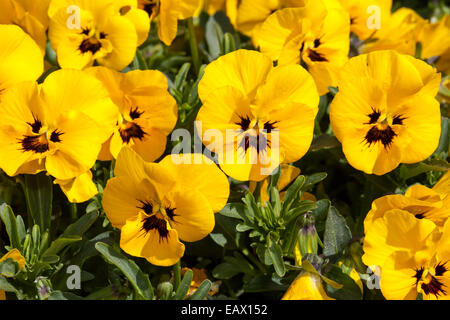 Gehörnte Stiefmütterchen (Viola Cornuta "Twix gelb mit Auge") Stockfoto