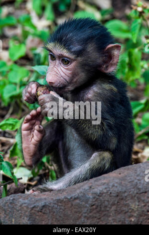 Eine süße Olive Baboon Säugling mit seiner Hand und Fuß um zu ernähren sich von Waldfrüchten. Stockfoto
