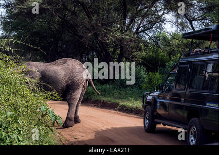 Eine Safari-Fahrzeug fährt einen afrikanischen Elefanten füttern auf einem Busch von der Seite der Straße. Stockfoto