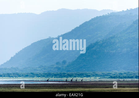 Eine Herde Giraffen zu Fuß entlang der Küste des Lake Natron in einem weiten Tal. Stockfoto