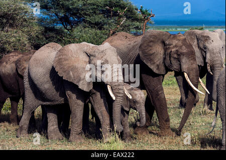 Eine Herde von afrikanischen Elefanten und Kalb über eine weite Ebene am Ufer eines Soda-Sees. Stockfoto