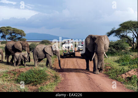 Eine Herde von afrikanischen Elefanten und Kalb überqueren einer Straße zwischen Touristenfahrzeuge Safari.