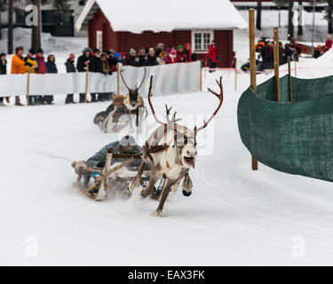 Rentier zieht einen Schlitten auf einer Rennstrecke. Jokkmokk, Schweden. Stockfoto