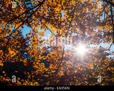 Herbstliche Bäume, Bayern, Deutschland Stockfoto