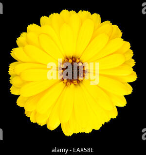 Blühende gelbe Ringelblumeblume - schöne Calendula Officinalis in voller Blüte isoliert auf schwarzen Hintergrund. Stockfoto