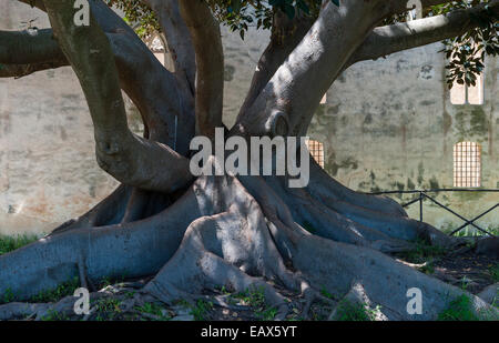 Ein riesiger weinender Feigenbaum (Ficus benjamina) vor der Burg Donnafugata aus dem 14. Jahrhundert in der Nähe von Ragusa, Sizilien, Italien Stockfoto