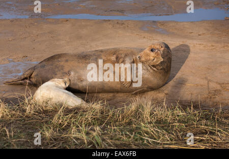 Graue Dichtung Kuh Mutter Fütterung Welpen (Gattung Halichoerus Grypus), Donna Nook Nature Reserve, Lincolnshire, England UK Stockfoto