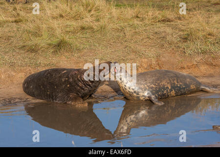 Graue Dichtung Stier und Kuh (Gattung Halichoerus Grypus), Donna Nook Nature Reserve, Lincolnshire, England UK Stockfoto