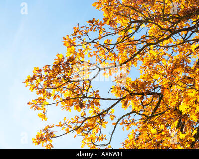 Herbstliche Bäume, Bayern, Deutschland Stockfoto