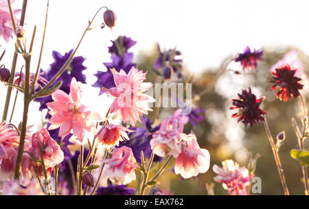 Aquilegia 'Nora Barlow' (Clematis geblüht oder Rose Columbine) Stockfoto