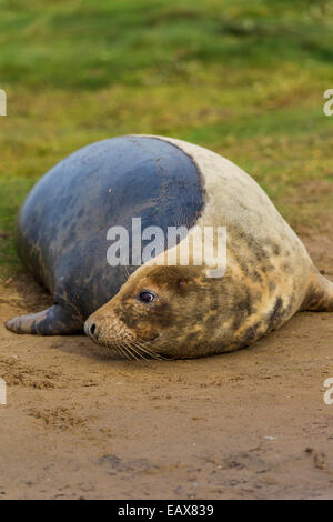 Graue Dichtung entspannend bei Donna Nook Stockfoto