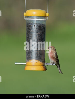 Männliche weniger Redpoll. (Zuchtjahr Cabaret) thront am Vogelhäuschen. Winter. UK Stockfoto