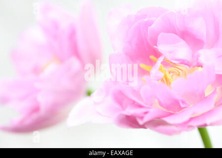 zwei lila Perfektion Tulpen, fließende und ätherisch Jane Ann Butler Fotografie JABP393 Stockfoto