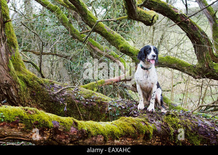 & Schwarz-weiß Springer Spaniel posiert auf einem Baum. Stockfoto